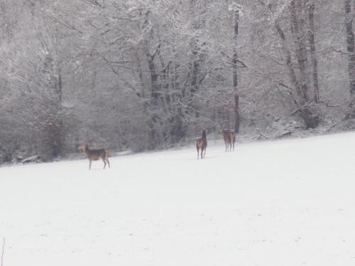 three deer standing in a snow covered field at Les Gîtes De Morville in Malaumont