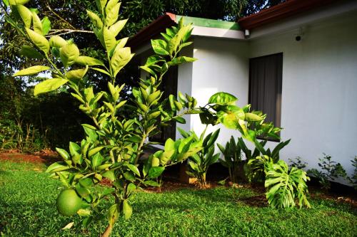 a house with green plants in front of it at Villa Buenaventura in San Ramón