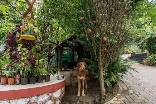 Κήπος έξω από το CosmicStays Windchime Homestay at Mulshi