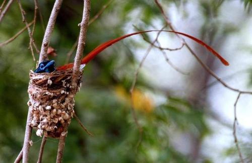 a bird nest on a tree branch at Debaraliyadda Estate in Pannala