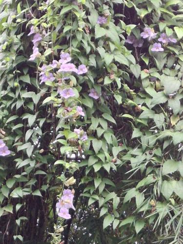 a bush of purple flowers with green leaves at Debaraliyadda Estate in Pannala