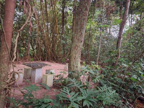 a stone bench in the middle of a forest at Debaraliyadda Estate in Pannala