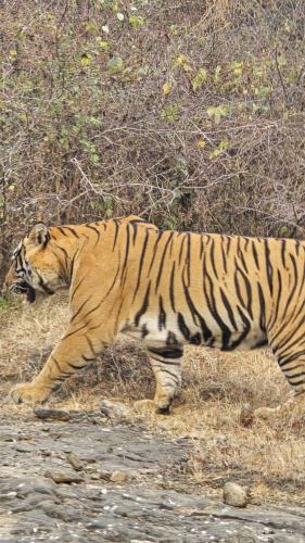 a tiger walking in a field at The Vanashv in Tehla
