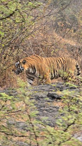 a tiger walking through a field at The Vanashv in Tehla