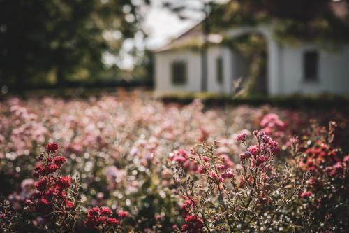 a field of pink flowers in front of a white house at Hercegasszony Birtok in Mezőtúr