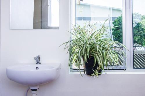 a bathroom with a sink and a plant in a window at Plumeria 5BR Garden House by uBook in Butterworth