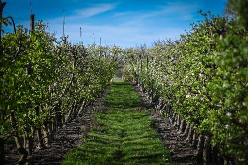 a row of apple trees in an orchard at Hercegasszony Birtok in Mezőtúr