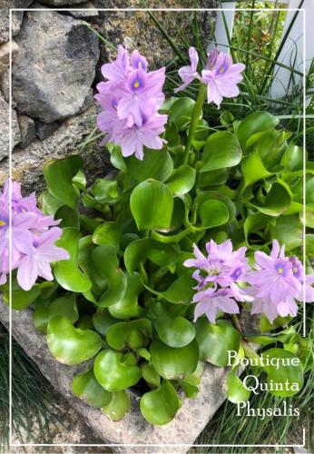 a bunch of purple flowers in a garden at Boutique Quinta Physalis in Fenais da Luz