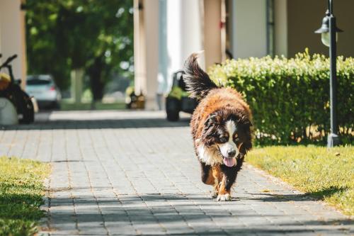 a brown and white dog running down a sidewalk at Hercegasszony Birtok in Mezőtúr