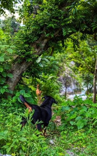 a black dog standing in the grass under a tree at Hobbit House Hostel in Rishīkesh