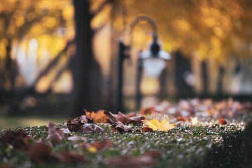 a pile of leaves on the grass in a park at Hercegasszony Birtok in Mezőtúr