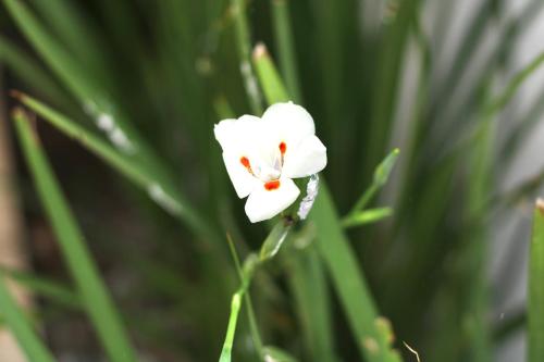 a white flower with a bug on it at Pousada Recanto Beach House - Cabo Frio - RJ- Unamar- Cond Florestinha - 1 min a pé da praia in Tamoios