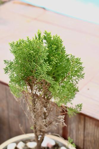 a small green plant in a pot on a table at Pousada Recanto Beach House - Cabo Frio - RJ- Unamar- Cond Florestinha - 1 min a pé da praia in Tamoios
