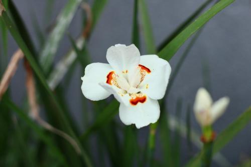 a close up of a white flower at Pousada Recanto Beach House - Cabo Frio - RJ- Unamar- Cond Florestinha - 1 min a pé da praia in Tamoios