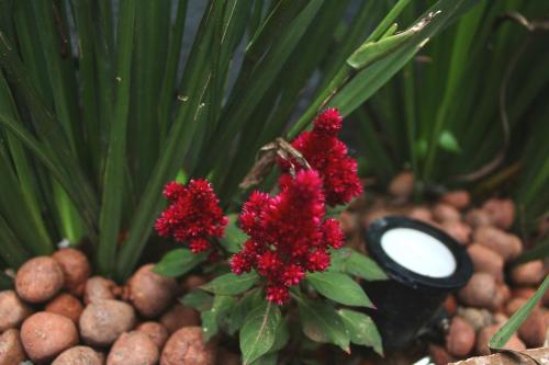 a group of red flowers sitting in a pot at Pousada Recanto Beach House - Cabo Frio - RJ- Unamar- Cond Florestinha - 1 min a pé da praia in Tamoios