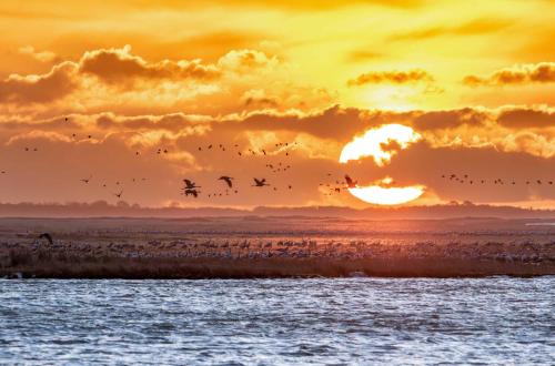 a flock of birds flying over a beach at sunset at Storchenrast - mit Kamin & Terrasse am Fleesensee in Göhren-Lebbin