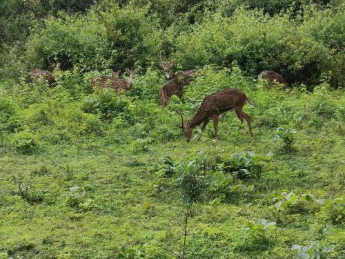 Animales en la villa o alrededores