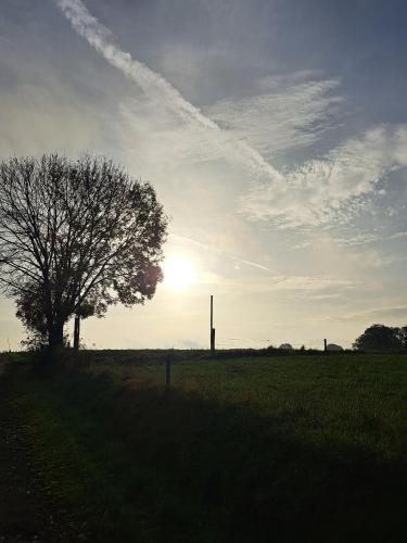 a tree in the middle of a field with the sunset at Gîte al fontaine in La Roche-en-Ardenne
