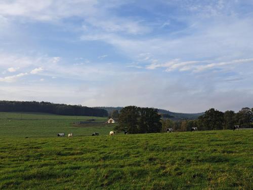 a group of animals grazing in a green field at Gîte al fontaine in La Roche-en-Ardenne