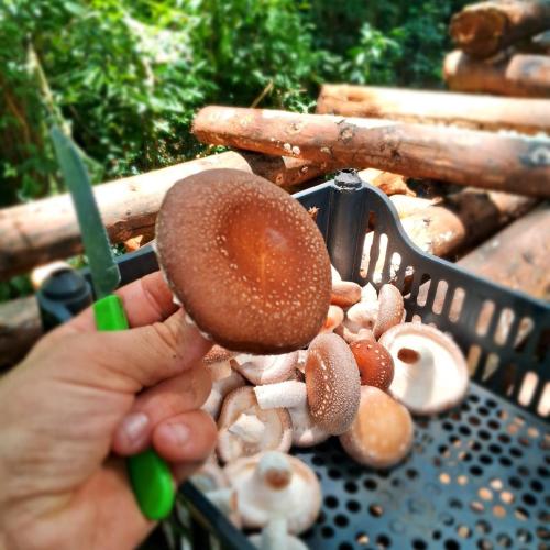 Gambar di galeri bagi EcoPousada - Sitio Aborigene di São Lourenço do Oeste