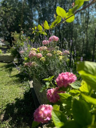 a bunch of flowers in a garden at Emily's house in Čelarevo