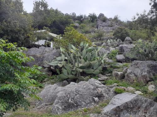 een groep planten en rotsen op een berg bij El Atardecer in Oro Grueso