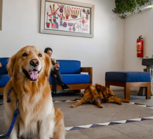 two dogs laying on the floor in a living room at Puerto de Luna Pet Friendly and Family Suites in Puerto Vallarta