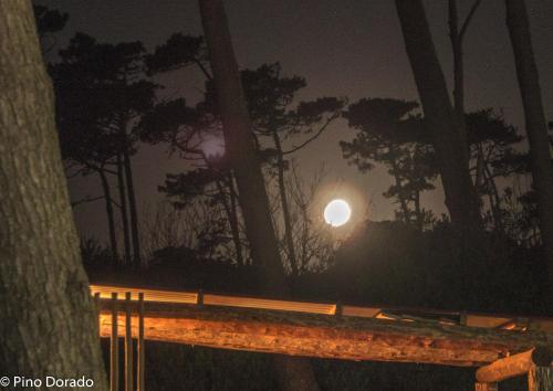a view of the moon in the forest at night at Pino Dorado in Punta del Este