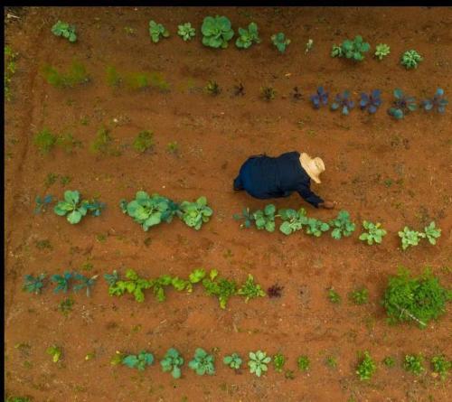 an aerial view of a person in a field with plants at Finca Anjala - Architectural lodge on sustainable in Ojochal