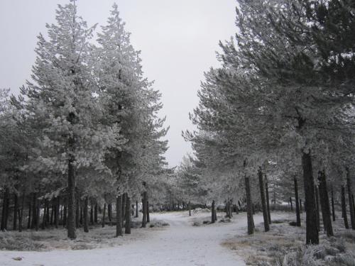 a forest of trees with snow on them at Residencial Mira-Sol in Seia