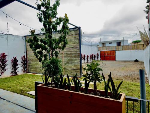 bambu houseにある庭