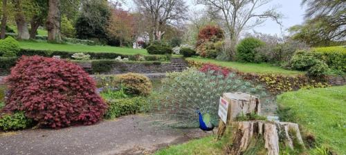 a garden with a peacock in the middle at Great Trethew Hotel - Self Catering Lodges - Bar & Restaurant in Liskeard