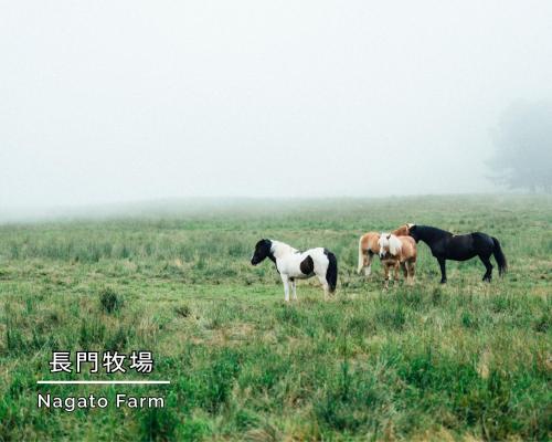three horses standing in a field of grass at Asahikan in Shiojiri