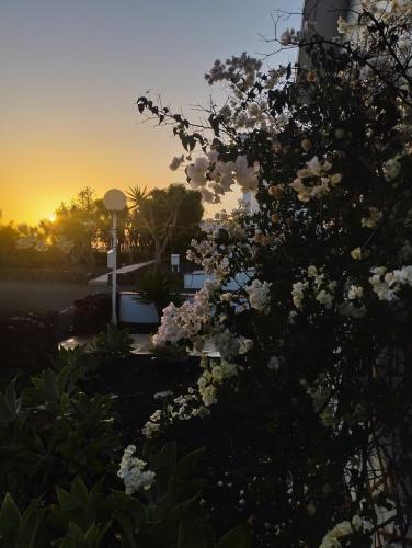 a tree with white flowers in front of a sunset at Casa Ina in El Roque, El Cotillo in Roque