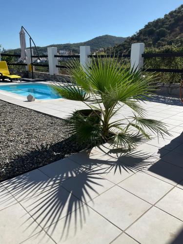a palm tree casts a shadow next to a swimming pool at The Nook at Monda in Monda