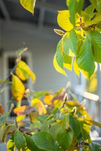 a close up of a tree with yellow leaves at The Ranch-pool Table, Table Tennis, Firepit, Piano in Stanthorpe