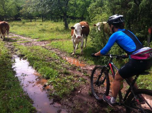 a person riding a bike on a dirt road with cows at Äventyrsgårdens Vandrarhem, Kinnekulle in Källby