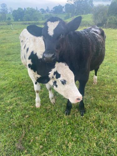 two black and white cows standing in a field at Little Farmhouse Near The Dairy in Warranulla