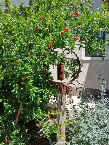 a tree with red flowers in a garden at PATO BLANCO in Ciudad Lujan de Cuyo