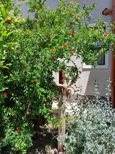 a small apple tree with red fruits on it at PATO BLANCO in Ciudad Lujan de Cuyo