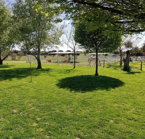 a field of grass with trees and a horse in the distance at Casa Rural Granja Abril in Cardiel de los Montes