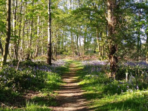 a path through the woods with bluebonnets at Hollicarrs - White Rose Lodge in Riccall