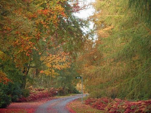 a road in the middle of a forest with trees at Hollicarrs - White Rose Lodge in Riccall