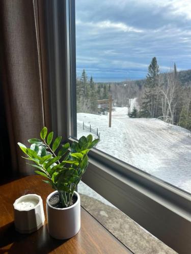 a potted plant sitting on a table next to a window at Ski in Ski out Cozy Studio Condo, Pool, Hot Tub, Views of Moose Mtn in Lutsen