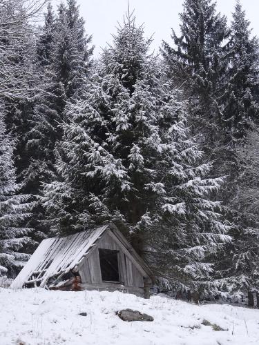a small cabin in the snow in front of trees at Rojerhof in Schladming