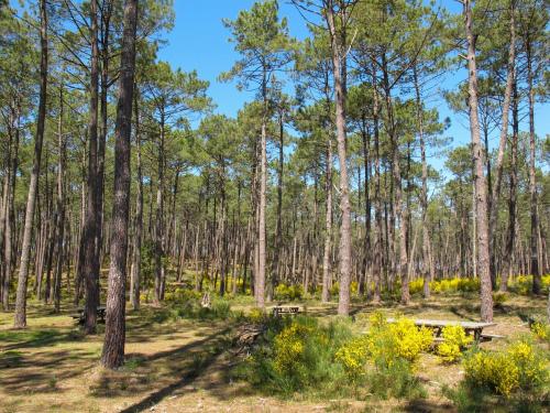 a picnic table in a forest with trees at Apartment Jade et Elena-4 by Interhome in Lit-et-Mixe