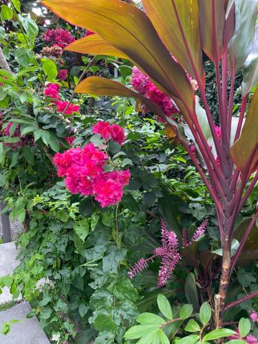a garden with pink flowers and green plants at Conveniente ubicación en zona muy silenciosa Apt 3 in Curridabat