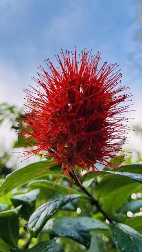 a red flower on a tree with green leaves at Jilan Homestay in Bentota