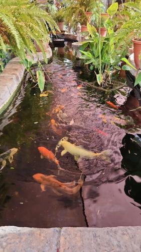 a pond filled with kites in a garden at Garden Oasis Cottage in Windhoek