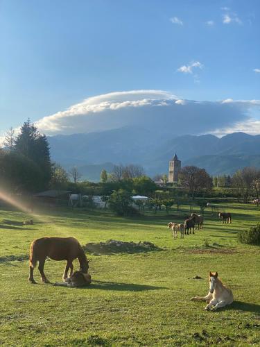 a group of horses grazing in a field with a dog at Hotel Cal Rei de Talló in Bellver de Cerdanya 